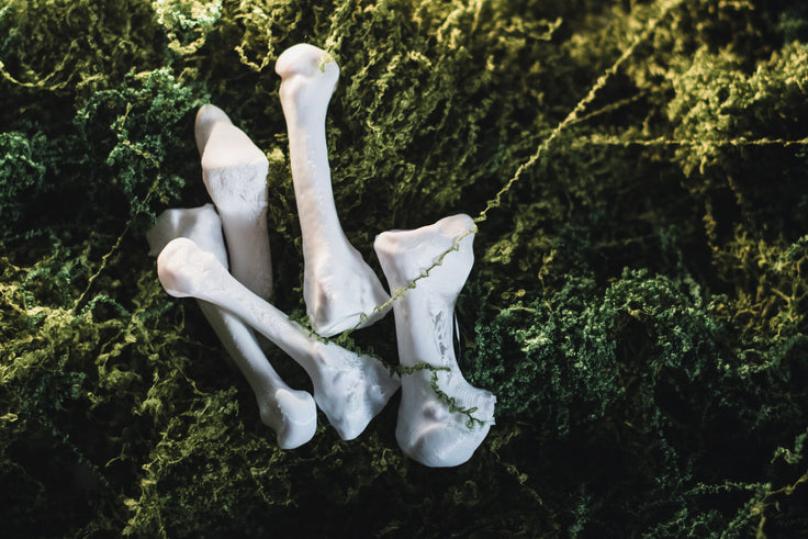 Metatarsal Bone Set Replica | 3D Printed