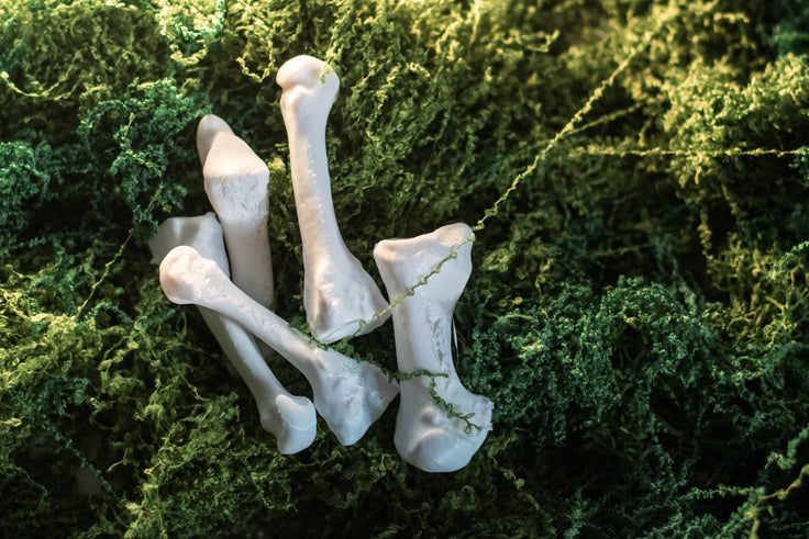 Metatarsal Bone Set Replica | 3D Printed