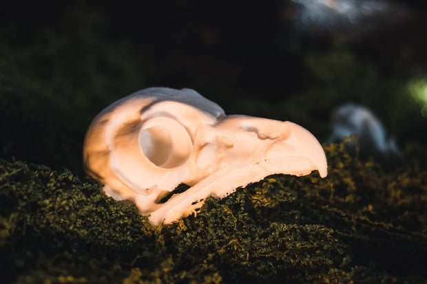 Barred Owl Skull Replica | 3D Printed