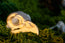 Barred Owl Skull Replica | 3D Printed