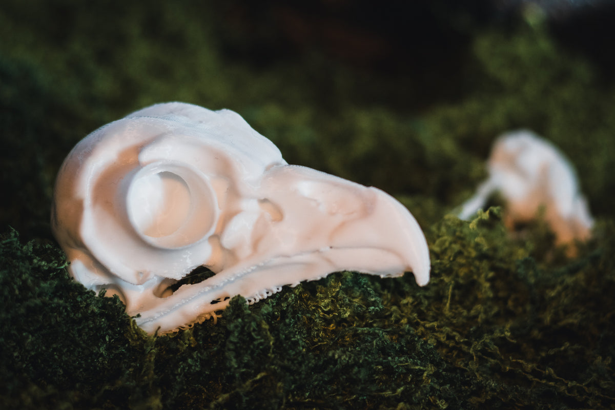 Barred Owl Skull Replica | 3D Printed