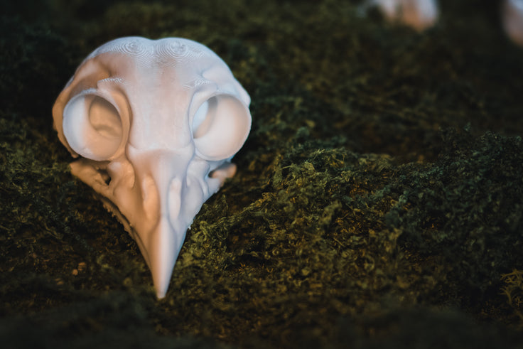 Barred Owl Skull Replica | 3D Printed