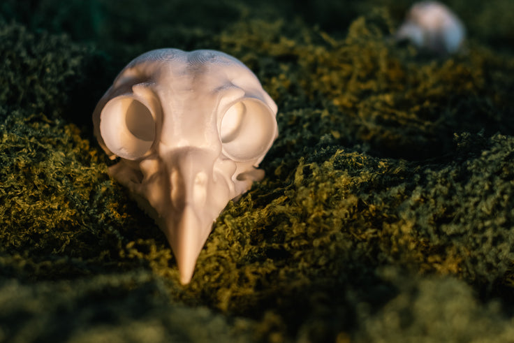 Barred Owl Skull Replica | 3D Printed