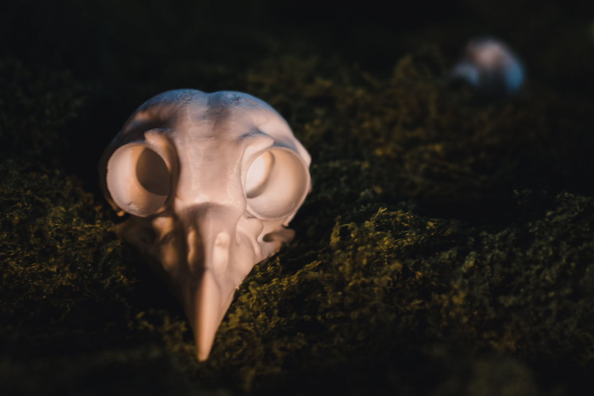 Barred Owl Skull Replica | 3D Printed