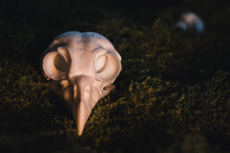 Barred Owl Skull Replica | 3D Printed