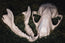 Raccoon Skull Replica | 3D Printed