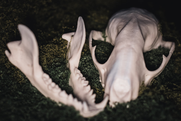 Raccoon Skull Replica | 3D Printed