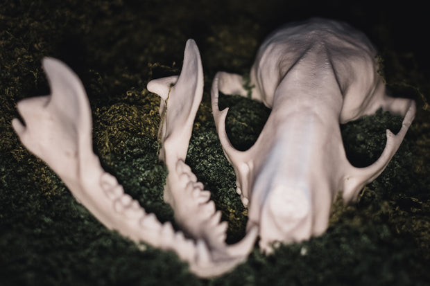 Raccoon Skull Replica | 3D Printed