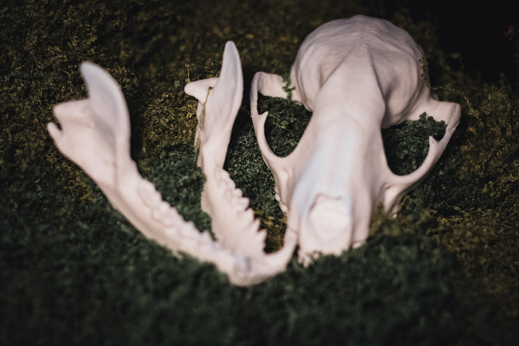 Raccoon Skull Replica | 3D Printed