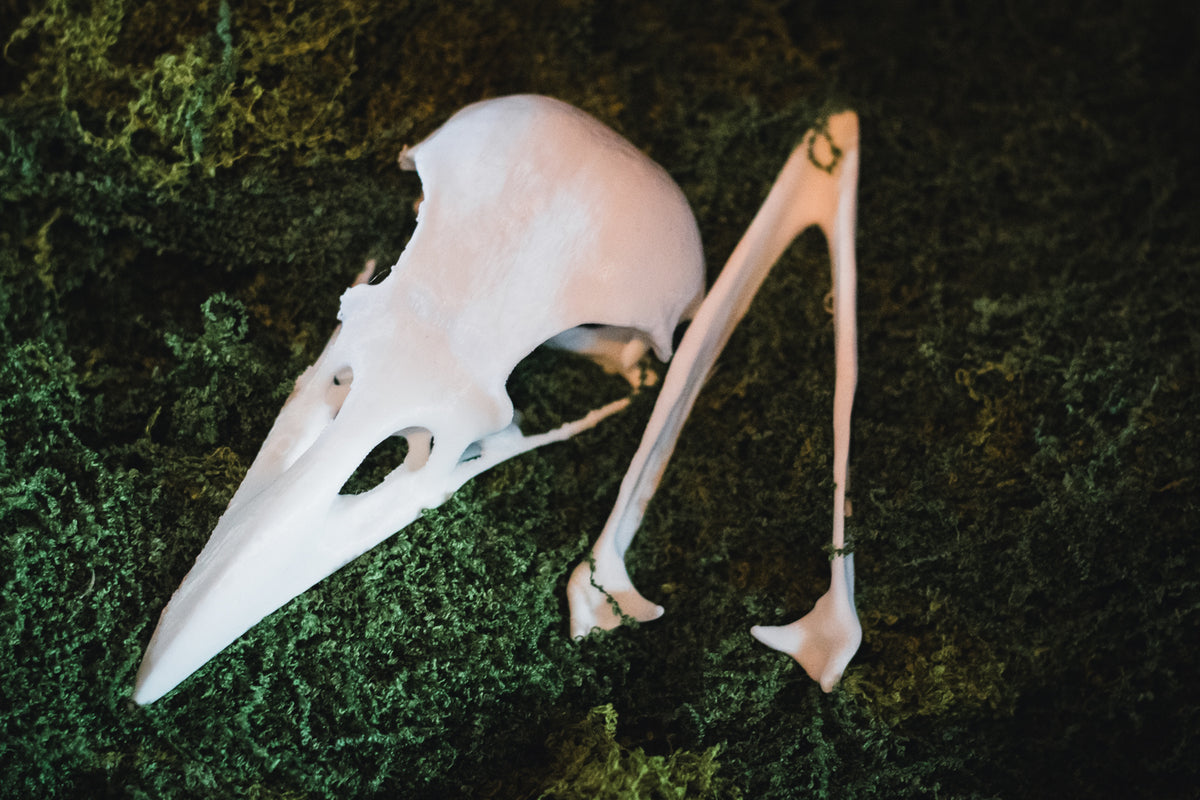 Raven Skull Replica | 3D Print