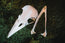 Raven Skull Replica | 3D Print