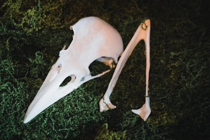 Raven Skull Replica | 3D Print