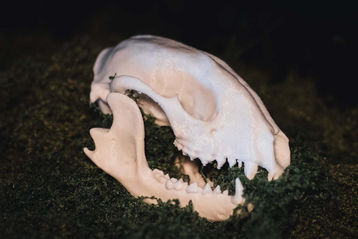 Raccoon Skull Replica | 3D Printed
