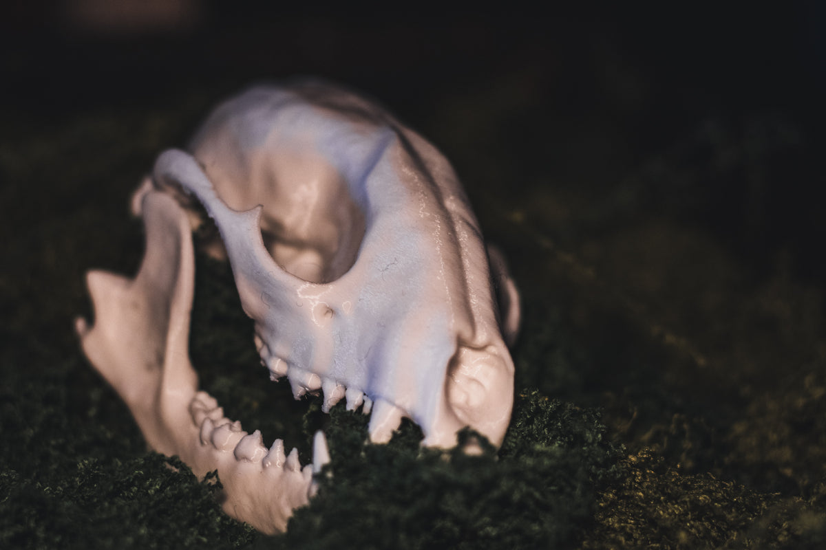 Raccoon Skull Replica | 3D Printed