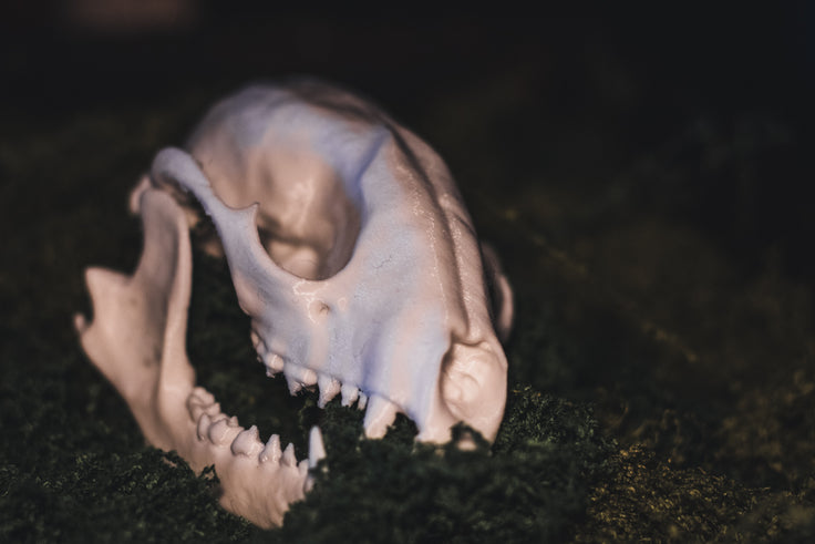 Raccoon Skull Replica | 3D Printed